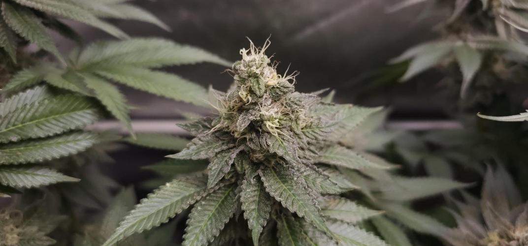 EliteFree Zone 3 Strains 1 Tent Zero Ego. Week 13 - White Runtz