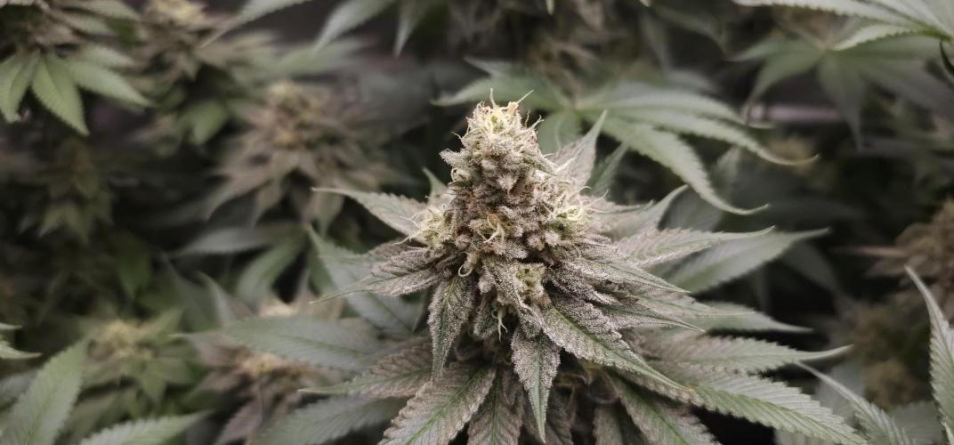 EliteFree Zone 3 Strains 1 Tent Zero Ego. Week 13 - Pineapple Express