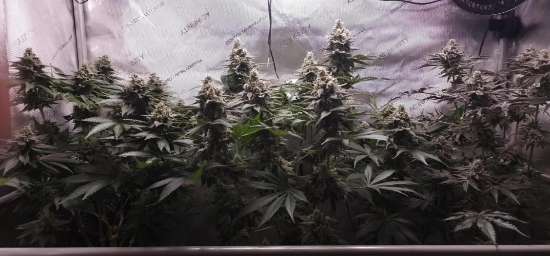 EliteFree Zone 3 Strains 1 Tent Zero Ego. Week 13 - 27.4