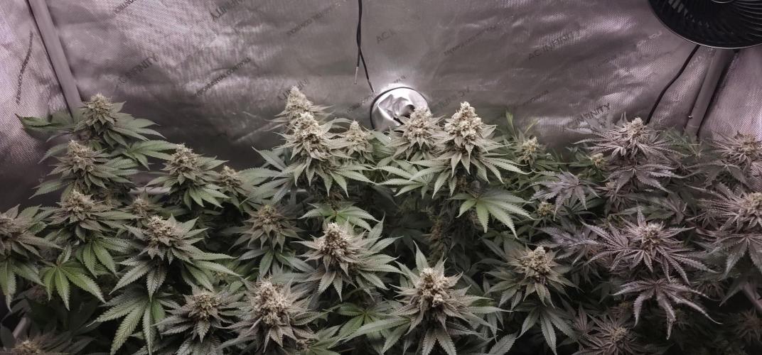 EliteFree Zone 3 Strains 1 Tent Zero Ego. Week 13 - 27.4