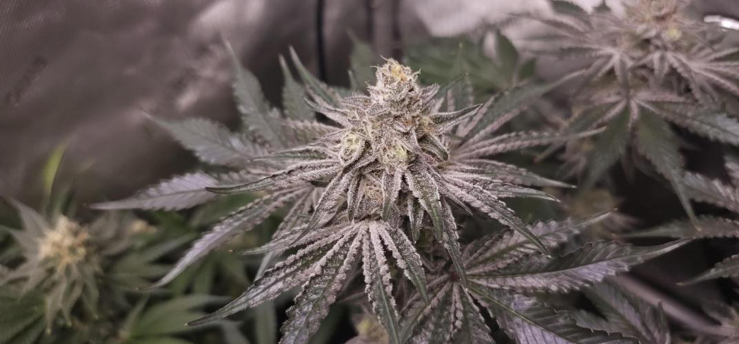 EliteFree Zone 3 Strains 1 Tent Zero Ego. Week 13 - Rainbow sherbet 27.4
