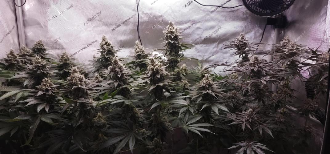 EliteFree Zone 3 Strains 1 Tent Zero Ego. Week 14 - 1.5