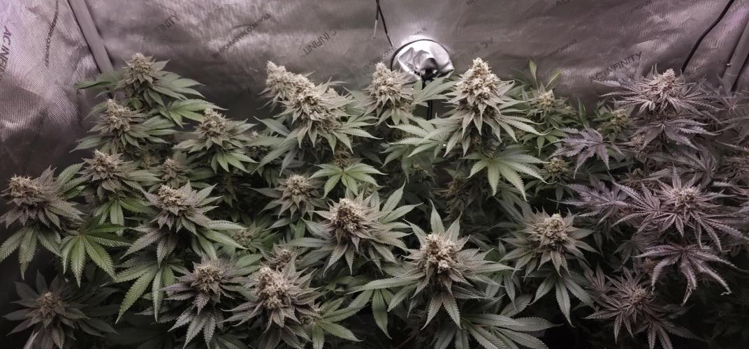 EliteFree Zone 3 Strains 1 Tent Zero Ego. Week 14 - 1.5