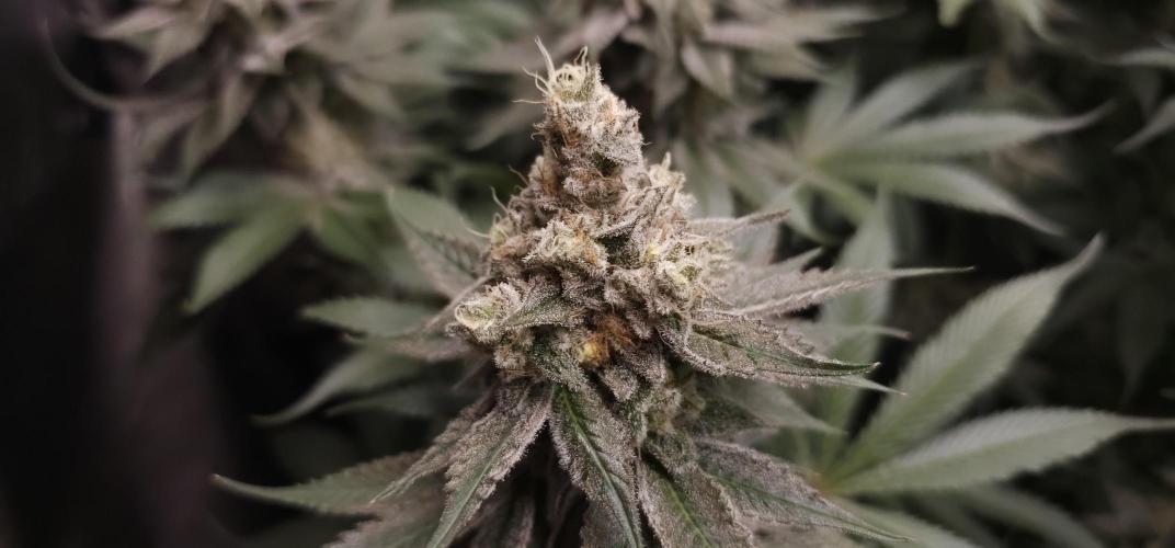 EliteFree Zone 3 Strains 1 Tent Zero Ego. Week 14 - Pineapple Express