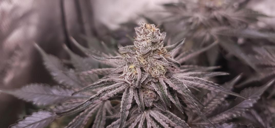EliteFree Zone 3 Strains 1 Tent Zero Ego. Week 14 - Rainbow Sherbet