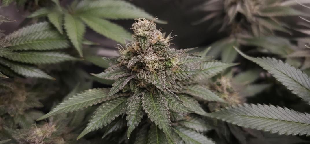 EliteFree Zone 3 Strains 1 Tent Zero Ego. Week 14 - White Runtz