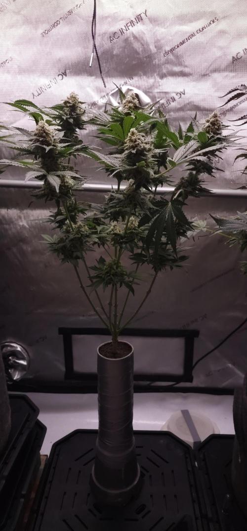 EliteFree Zone 3 Strains 1 Tent Zero Ego. Week 14 - Tripple Cheese Experiment