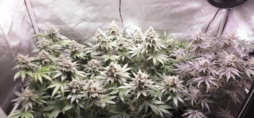EliteFree Zone 3 Strains 1 Tent Zero Ego. Week 14 - 5.5
