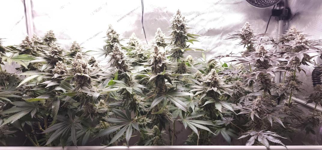 EliteFree Zone 3 Strains 1 Tent Zero Ego. Week 14 - 5.5