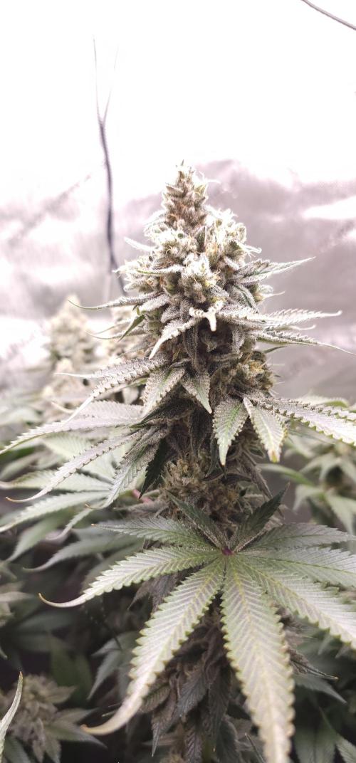 EliteFree Zone 3 Strains 1 Tent Zero Ego. Week 14 - Pineapple Express
