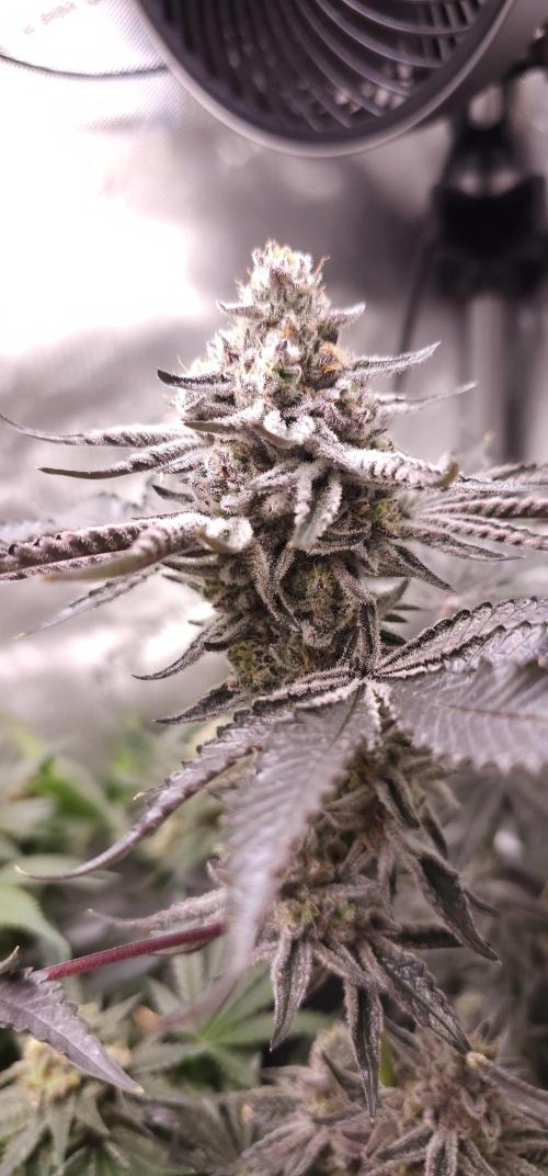 EliteFree Zone 3 Strains 1 Tent Zero Ego. Week 14 - Rainbow Sherbet