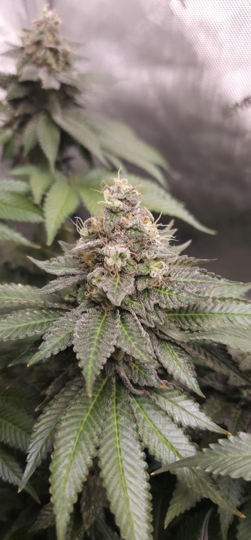 EliteFree Zone 3 Strains 1 Tent Zero Ego. Week 14 - White Runtz