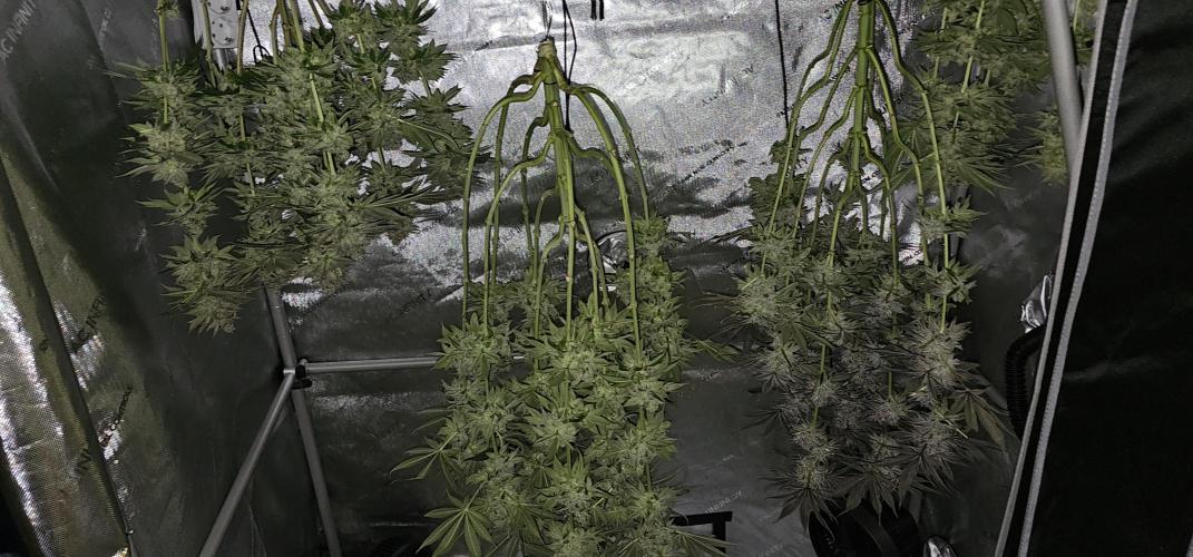 EliteFree Zone 3 Strains 1 Tent Zero Ego. Week 15 - 10.5
