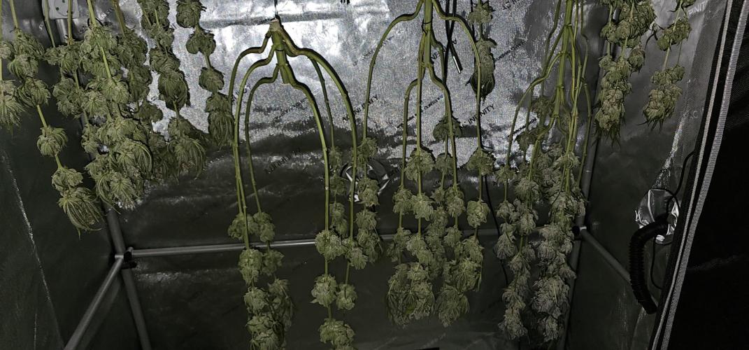 EliteFree Zone 3 Strains 1 Tent Zero Ego. Week 15