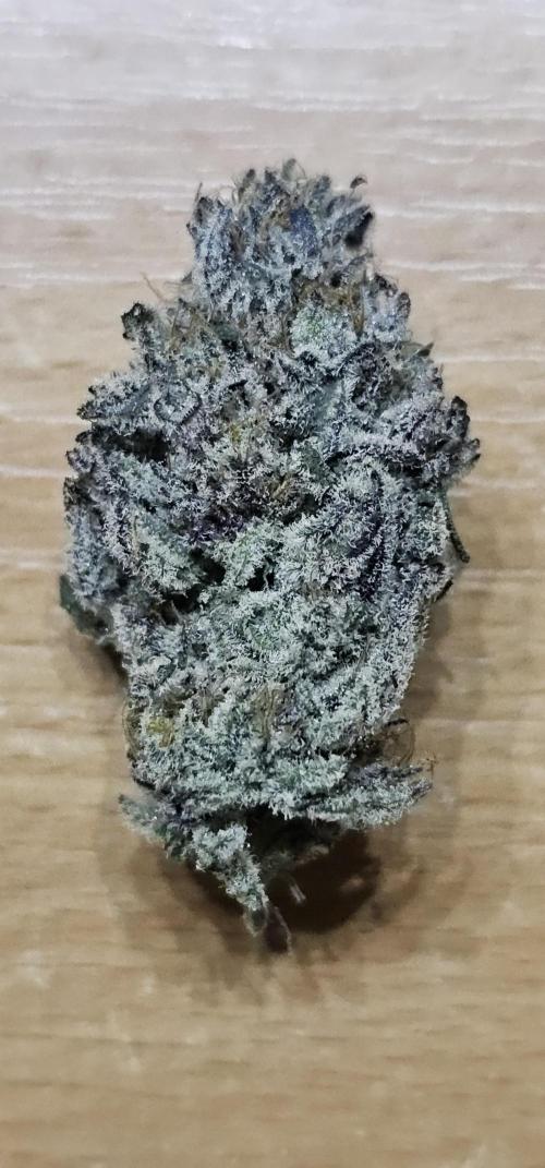 EliteFree Zone 3 Strains 1 Tent Zero Ego. Week 15 - Rainbow Sherbet