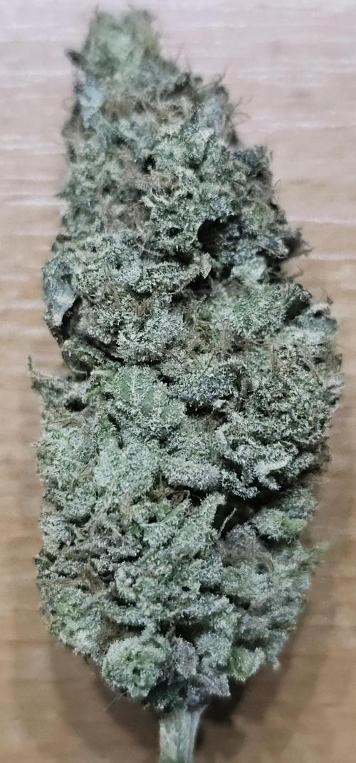 EliteFree Zone 3 Strains 1 Tent Zero Ego. Week 15 - White Runtz