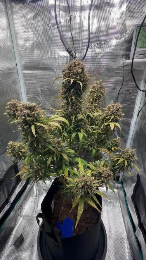 Auto Trichome & Cream — 1ST Indoor