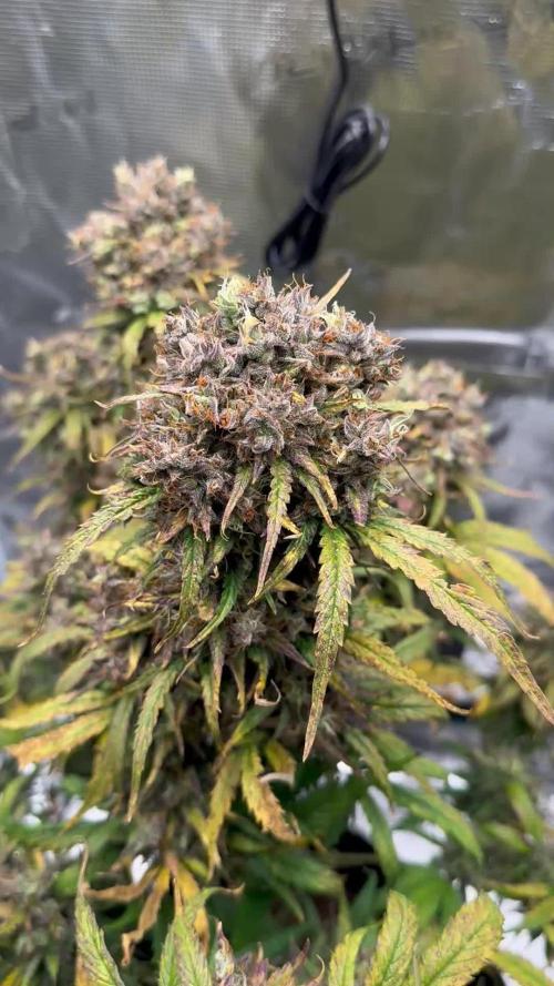 Auto Trichome & Cream — 1ST Indoor