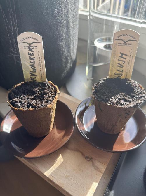 #1ST PHOTOS: SlushMintCake&SkywalkerHaze. Week 0