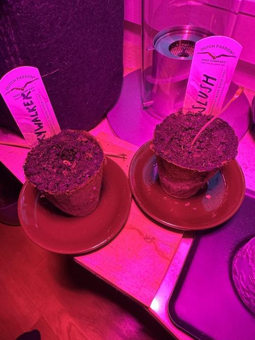 #1ST PHOTOS: SlushMintCake&SkywalkerHaze. Week 0