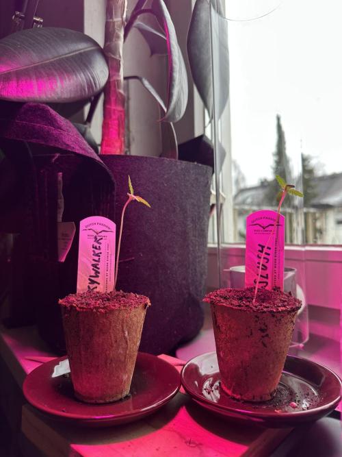 #1ST PHOTOS: SlushMintCake&SkywalkerHaze. Week 1