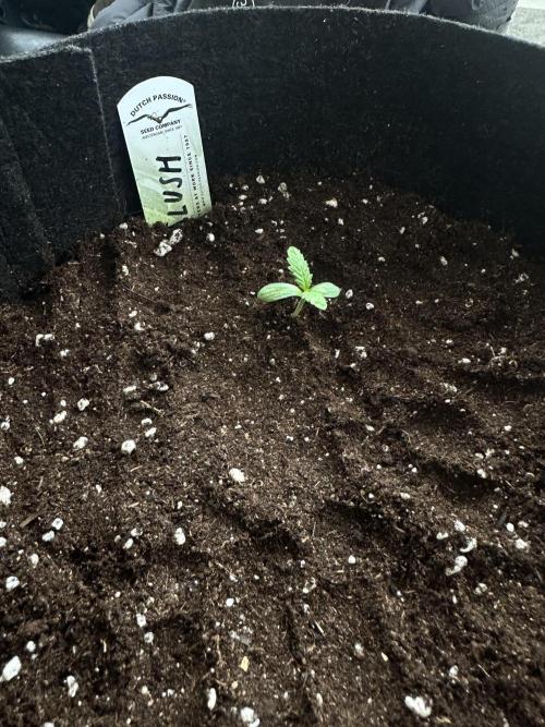 #1ST PHOTOS: SlushMintCake&SkywalkerHaze. Week 1