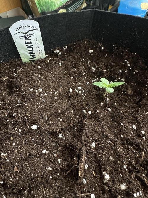 #1ST PHOTOS: SlushMintCake&SkywalkerHaze. Week 1