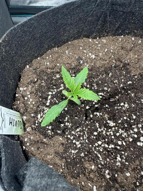 #1ST PHOTOS: SlushMintCake&SkywalkerHaze. Week 2
