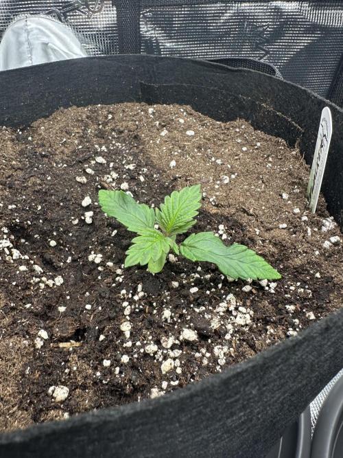 #1ST PHOTOS: SlushMintCake&SkywalkerHaze. Week 2