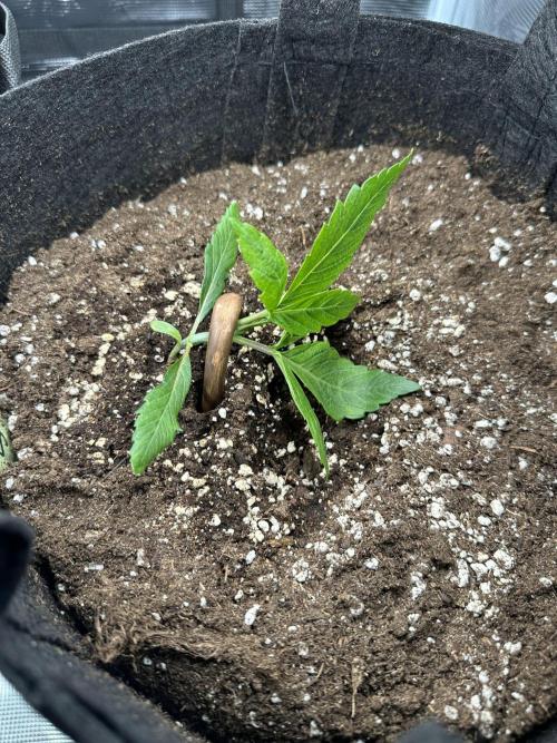 #1ST PHOTOS: SlushMintCake&SkywalkerHaze. Week 2