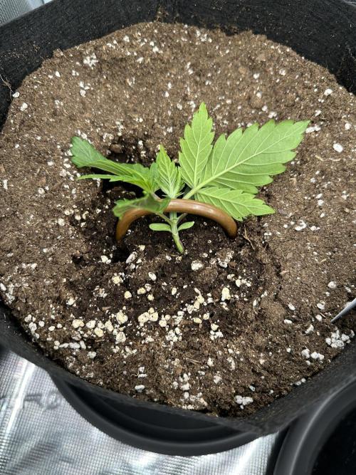 #1ST PHOTOS: SlushMintCake&SkywalkerHaze. Week 2