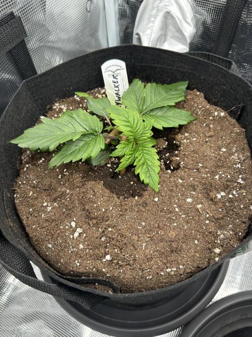 #1ST PHOTOS: SlushMintCake&SkywalkerHaze. Week 3 - Skywalker