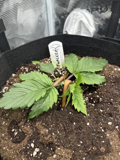 #1ST PHOTOS: SlushMintCake&SkywalkerHaze. Week 3 - Skywalker