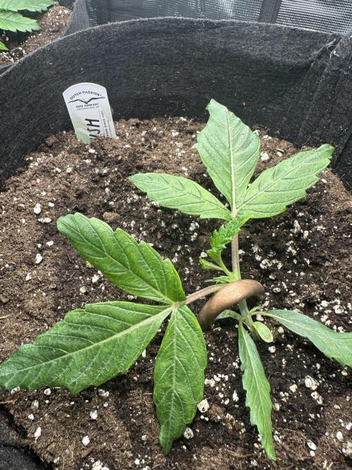 #1ST PHOTOS: SlushMintCake&SkywalkerHaze. Week 3 - Slush before