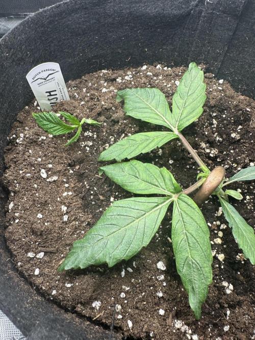 #1ST PHOTOS: SlushMintCake&SkywalkerHaze. Week 3 - Slush after