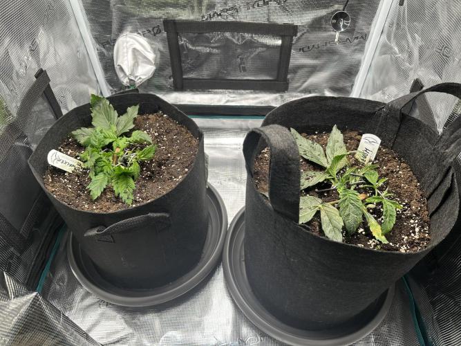 #1ST PHOTOS: SlushMintCake&SkywalkerHaze. Week 4 - Overview 