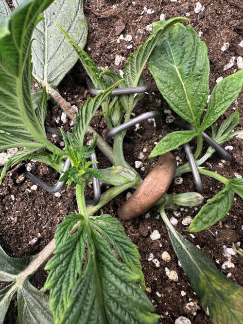 #1ST PHOTOS: SlushMintCake&SkywalkerHaze. Week 4 - Slush 