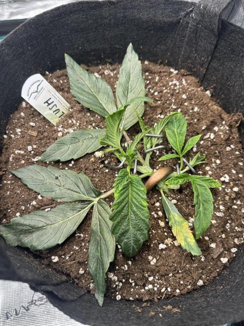 #1ST PHOTOS: SlushMintCake&SkywalkerHaze. Week 4 - Slush 