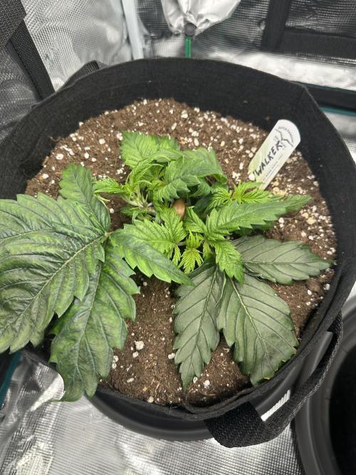 #1ST PHOTOS: SlushMintCake&SkywalkerHaze. Week 4 - Skywalker before removing bigger leaves.