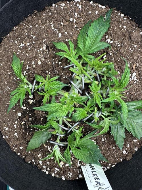 #1ST PHOTOS: SlushMintCake&SkywalkerHaze. Week 5 - Current state (Skywalker)