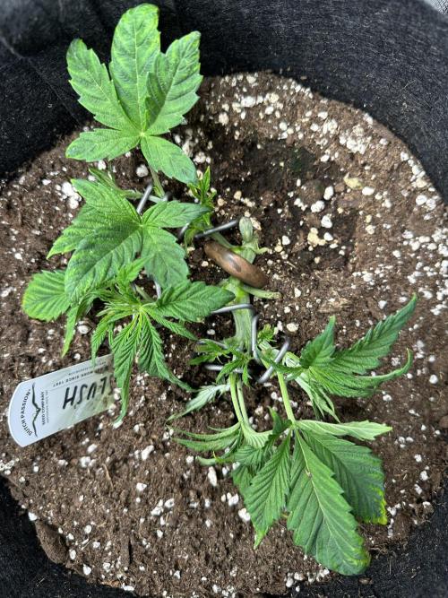 #1ST PHOTOS: SlushMintCake&SkywalkerHaze. Week 5 - Current state (slush)