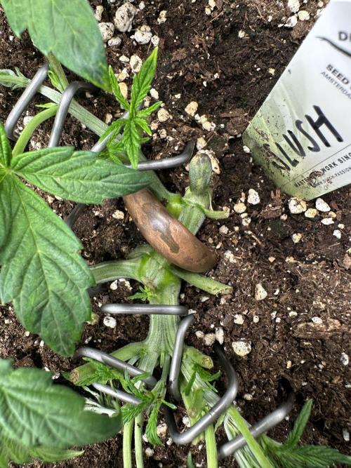 #1ST PHOTOS: SlushMintCake&SkywalkerHaze. Week 5 - Stem of Slush