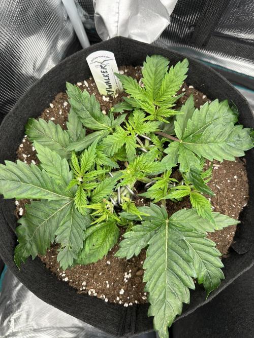 #1ST PHOTOS: SlushMintCake&SkywalkerHaze. Week 5 - Skywalker before removing fan leaves