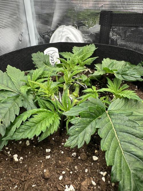 #1ST PHOTOS: SlushMintCake&SkywalkerHaze. Week 5 - Nice "carpet", evenly spreading out (Skywalker)