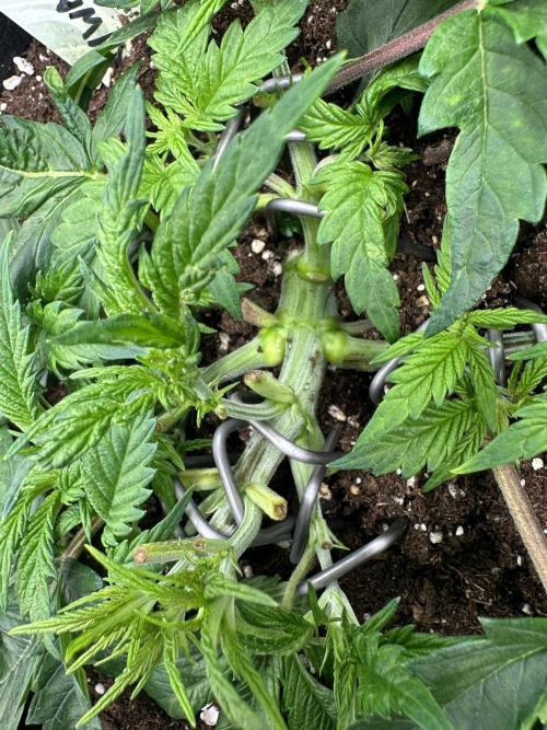#1ST PHOTOS: SlushMintCake&SkywalkerHaze. Week 5 - Stem of Skywalker