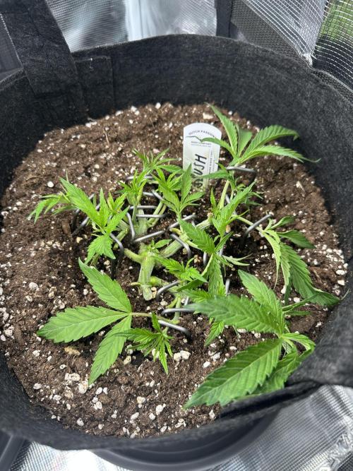 #1ST PHOTOS: SlushMintCake&SkywalkerHaze. Week 6 - Slush