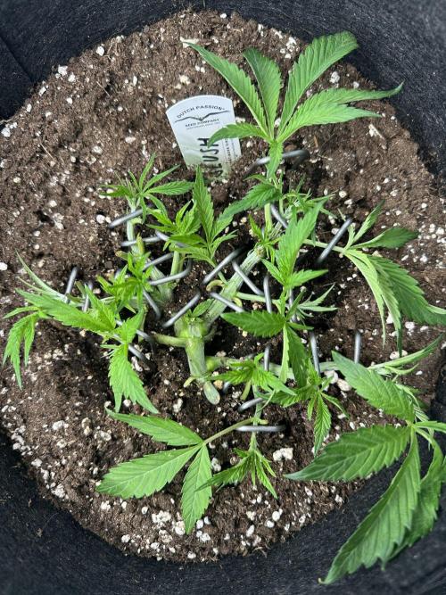 #1ST PHOTOS: SlushMintCake&SkywalkerHaze. Week 6 - Slush