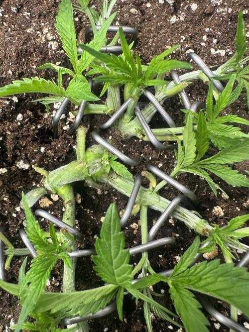 #1ST PHOTOS: SlushMintCake&SkywalkerHaze. Week 6 - Slush