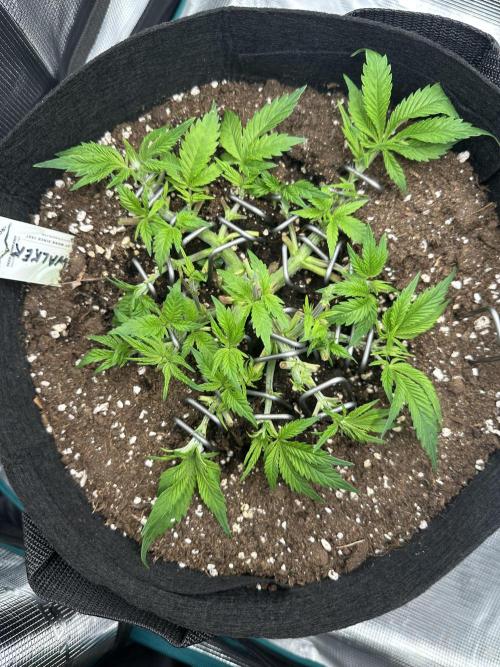 #1ST PHOTOS: SlushMintCake&SkywalkerHaze. Week 6 - Skywalker