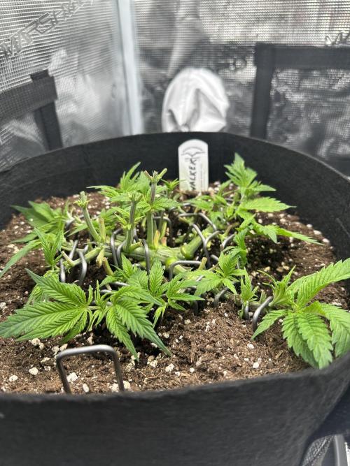 #1ST PHOTOS: SlushMintCake&SkywalkerHaze. Week 6 - Skywalker